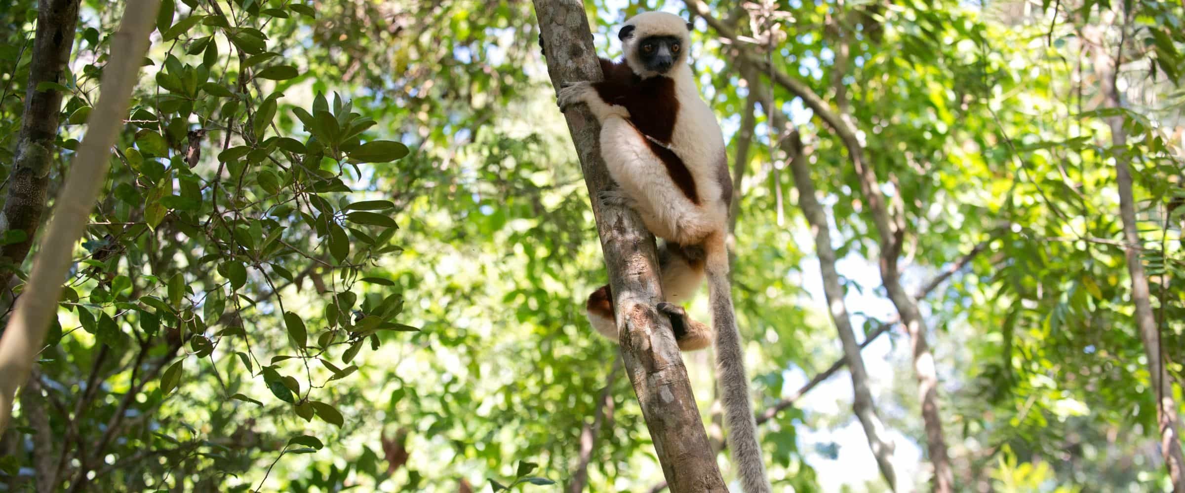 A lemur in a tree in the forest of Madagascar