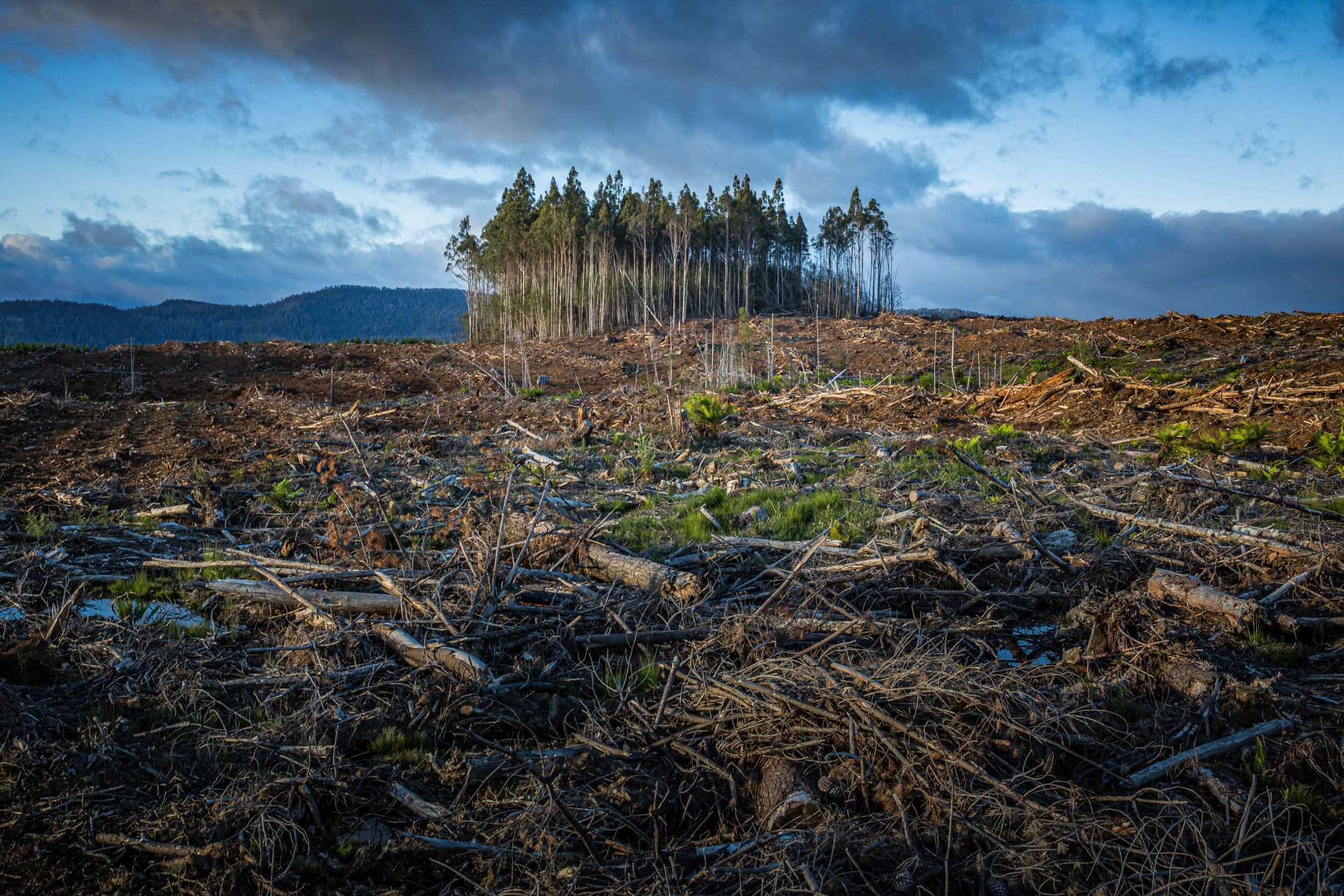 A cleared forest with a remaining group of trees