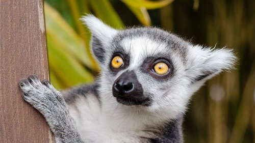 A katta peeks out from behind a tree, its eyes wide open.
