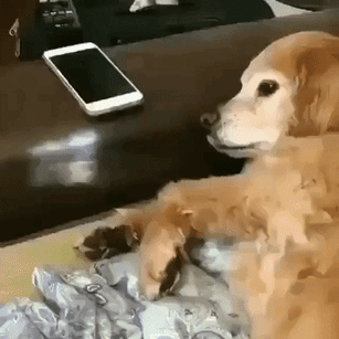 Un chien est allongé à côté d'un smartphone et observe l'appareil.
