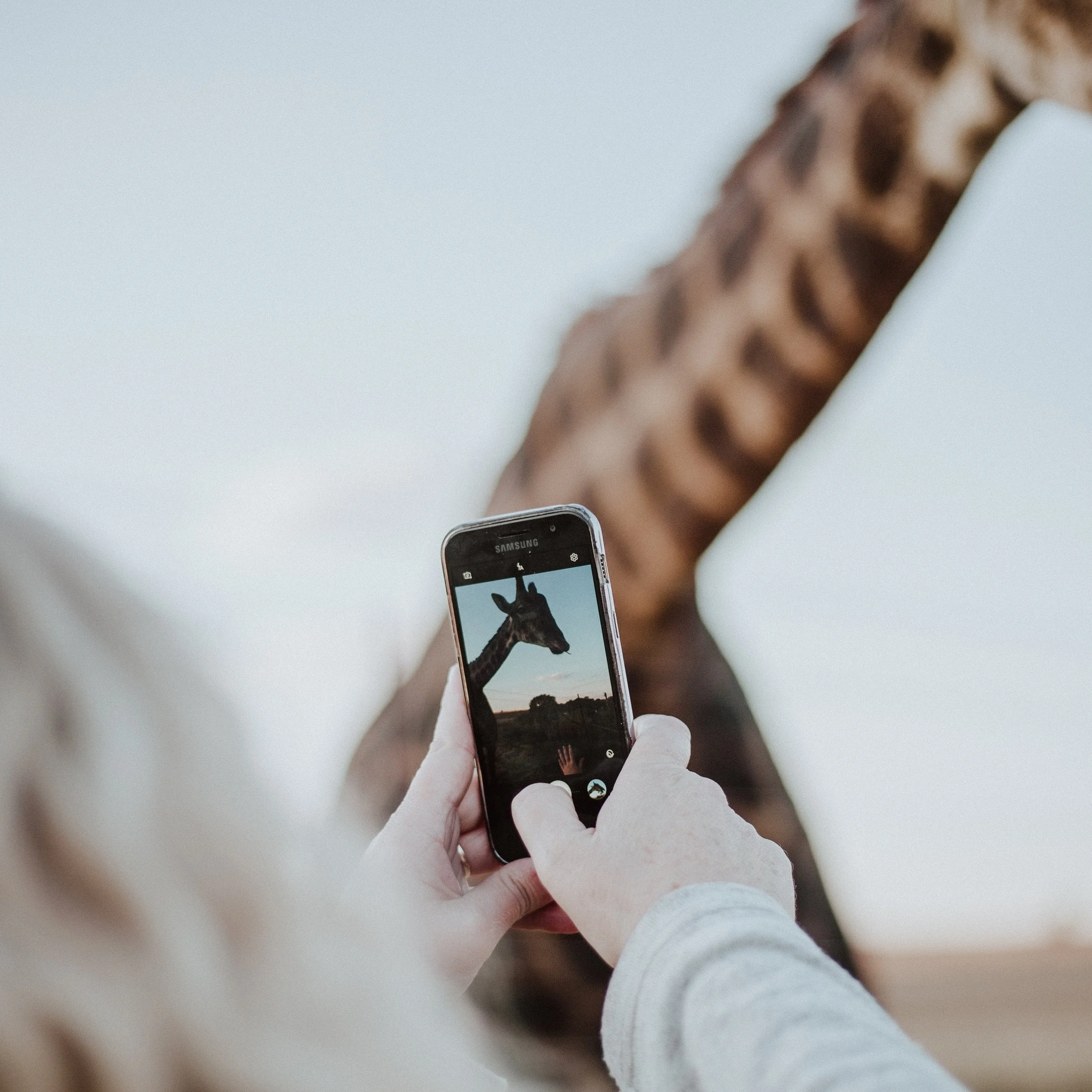 A person is taking a photo of a giraffe with a smartphone