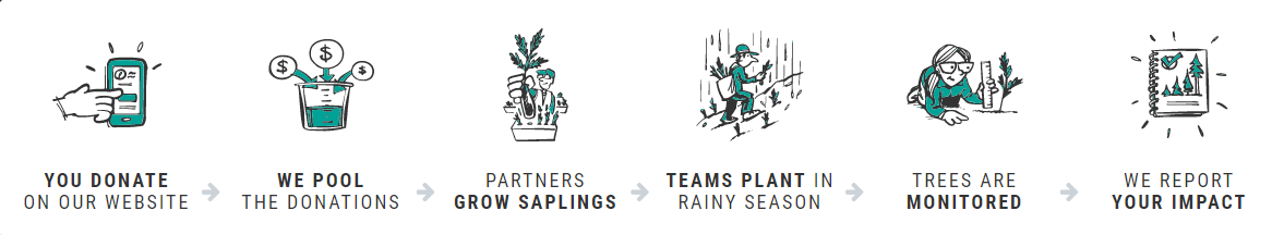 The Tree Donation Process: Pool donations, grow seedlings, plant them, monitor them, and report on their impact